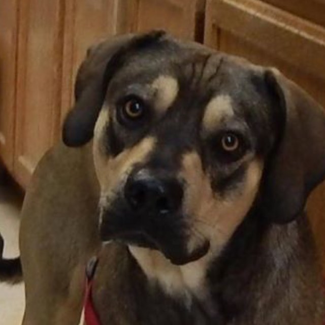 Dexter is a mastiff mix who is 1 year old. He is house broke, good with other dogs and loves to play. He's adoption fee is on special for 25.00 and available at the Siloam springs shelter.