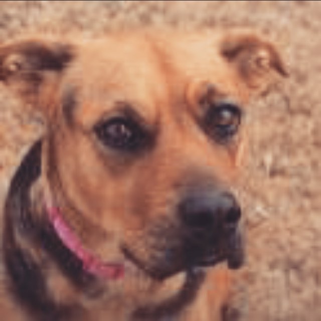 Betty is our pet of the month. She is the shelter favorite, sweet, loving, quiet, great on a leash and loves kids!!!!! Adoption special 35.00