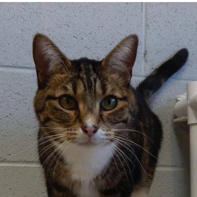 This is miss kitty, she was surrendered to the shelter when her owner was hospitalized. She is good with kids and other cats. Adoption fee 25.00