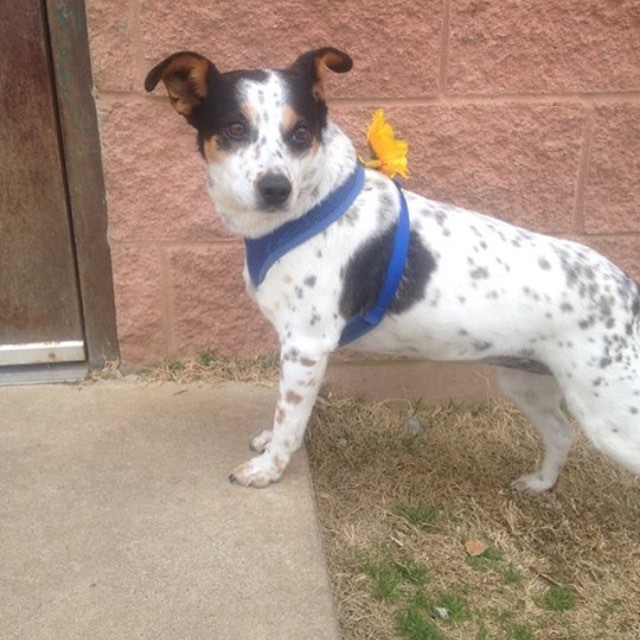 Betsey is a very special girl who is ready for her forever home. 1 year old spayed sweetie. Adoption special is 25.00!!!!