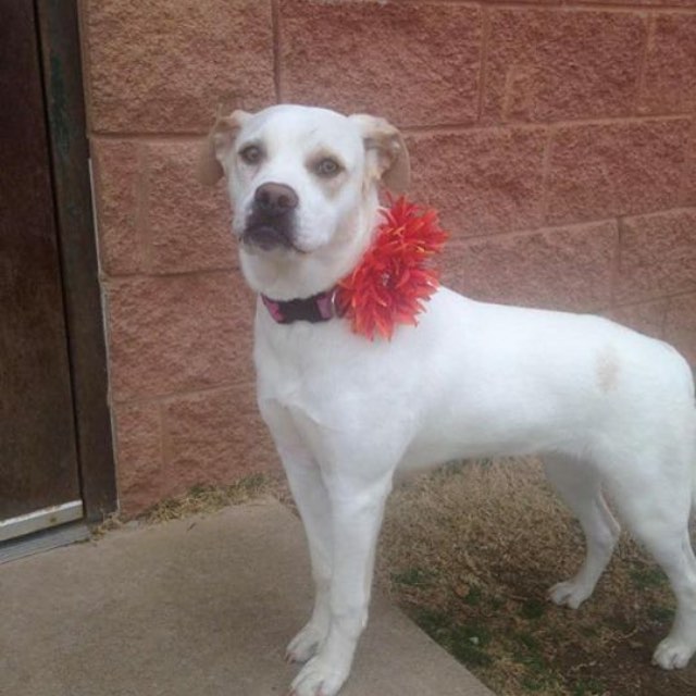 This is Merry, a VERY sweet girl around 1 year old. She came in before Christmas very scared and obviously mistreated. She has been learning how wonderful GOOD people are and has blossomed into a beautiful girl who loves walks and snuggles. Adoption special 25.00