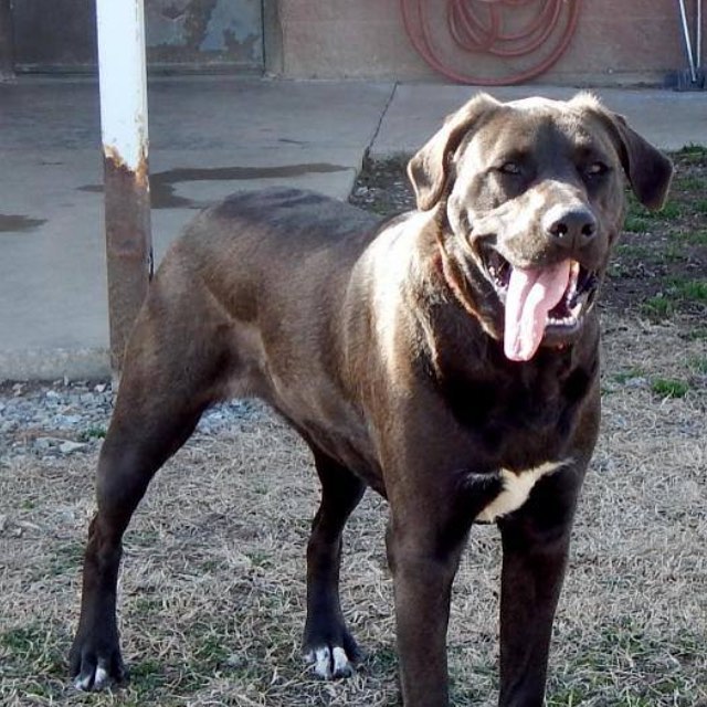 Lucy is a year old  rhondesian ridgeback lab mix who is a big girl over 100.00 pounds. She is full of energy, loves kids and other dogs. Spayed and ready to go to her new home.