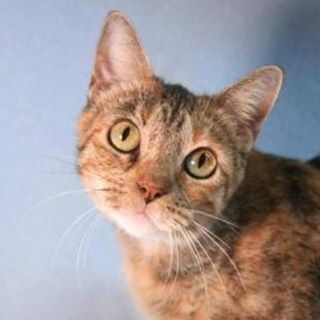 Asia is a beautiful girl who is ready for her forever home. She gets along well with other cats and loves to cuddle. Adoption fee special is 25.00